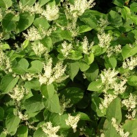 Japanese Knotweed